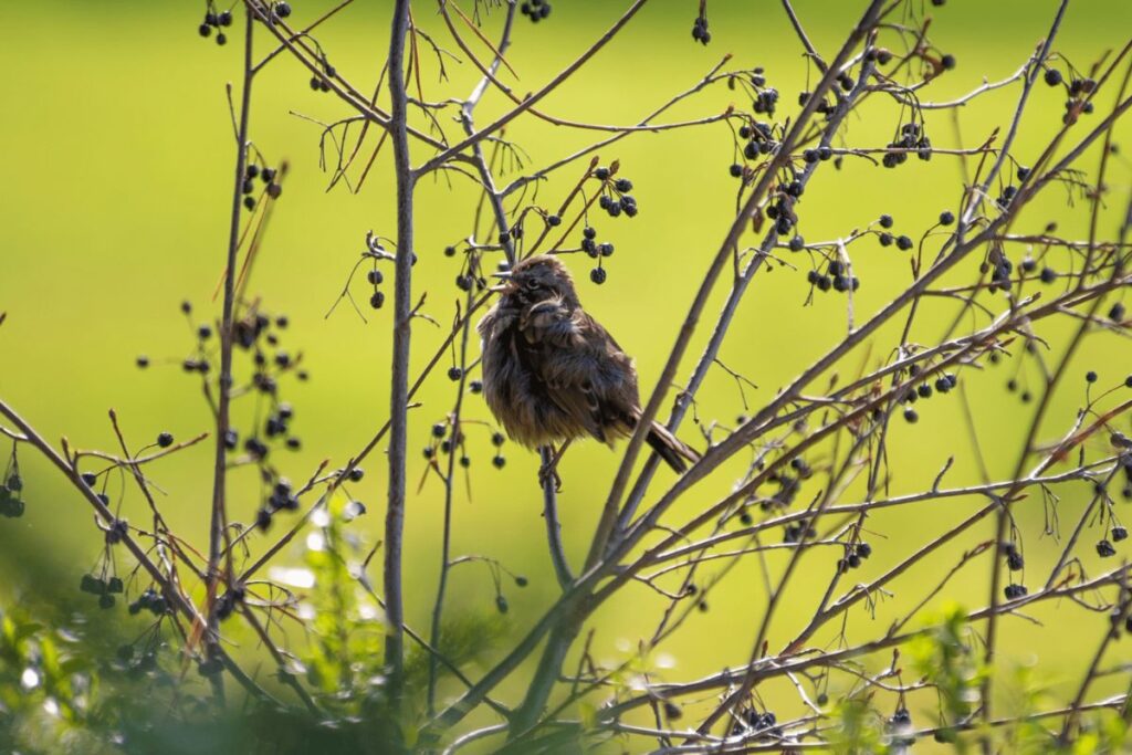 Brown bird singing in green bush