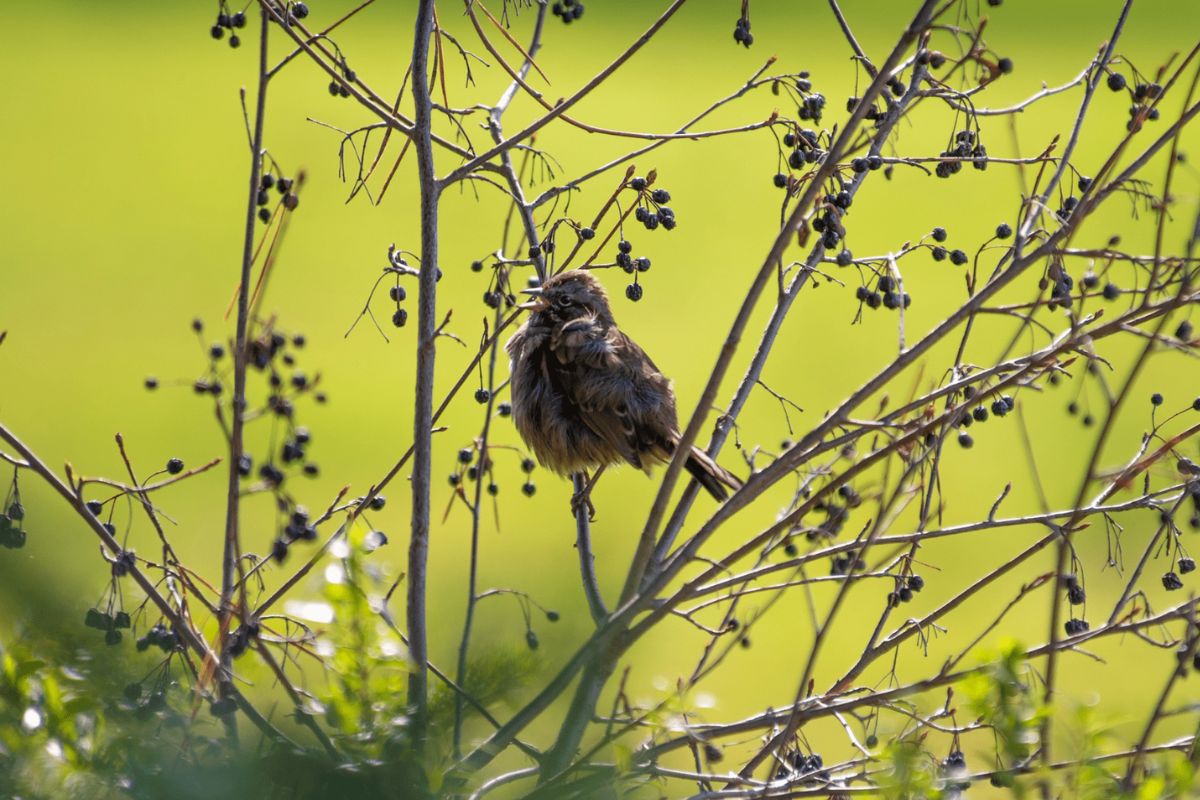 Brown bird singing in green bush
